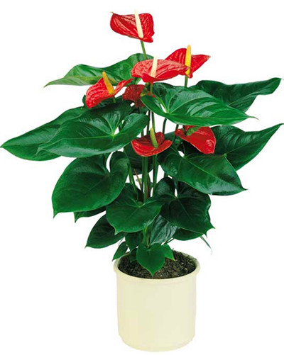 小型植物 - 宁波新邦保洁服务有限公司 - 4.jpg