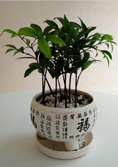 竹柏