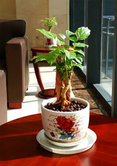 小绿宝.jpg