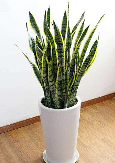 虎皮兰
